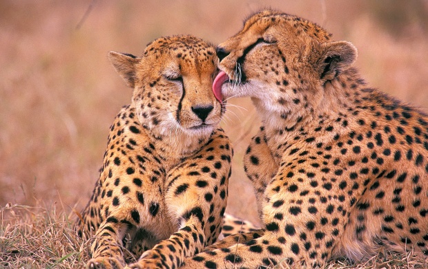 Cheetahs Love For Kids (click to view)
