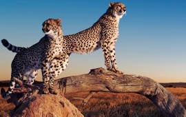 Cheetahs On Termite Mound