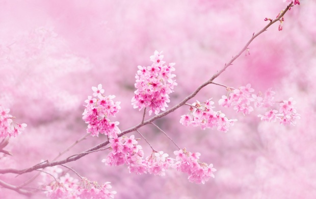 Cherry Blossom Branch (click to view)