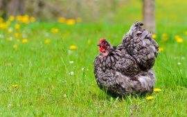Chicken In Field