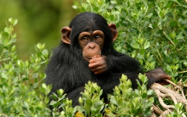 Chimpanzee Branch
