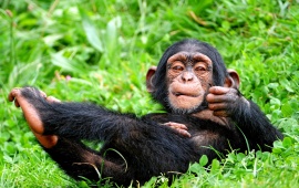 Chimpanzees In The Wild