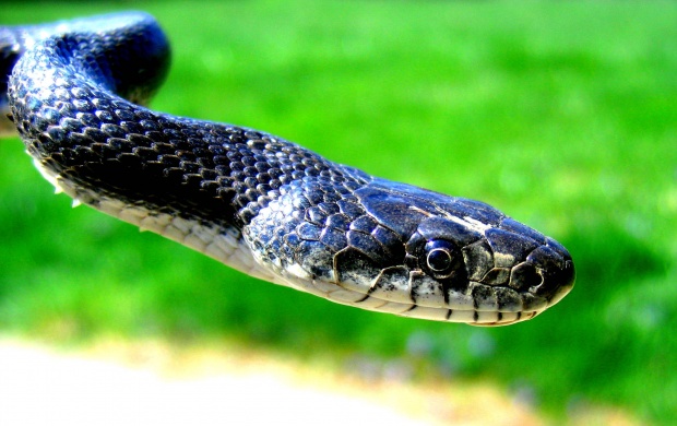 Cobra Snake (click to view)