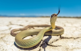Cobras Pythons
