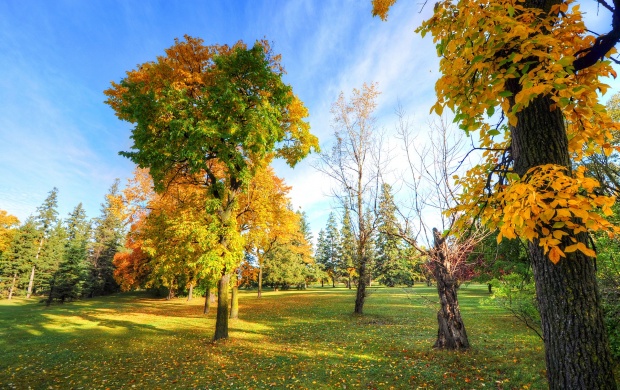 Colored Autumn Trees