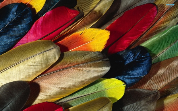 Colored Feathers (click to view)