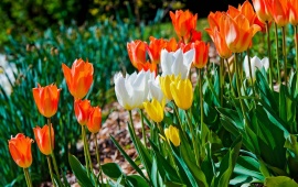 Colored Tulips Garden