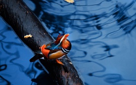 Colorful Duck In Lake