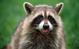 Cool Raccoon