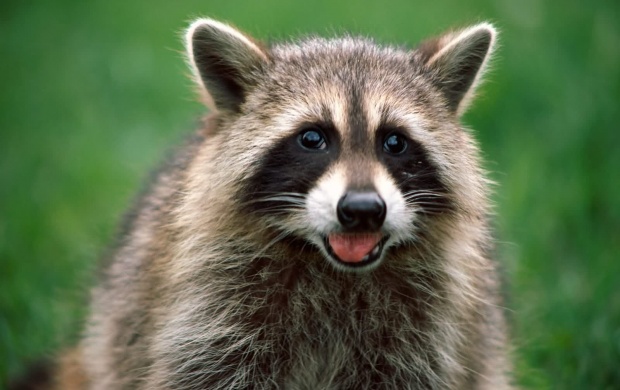 Cool Raccoon (click to view)
