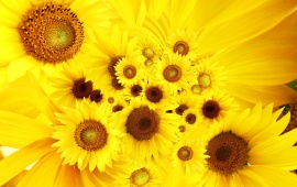 Cool Sunflowers