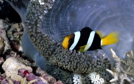 Coral Coloful Fish