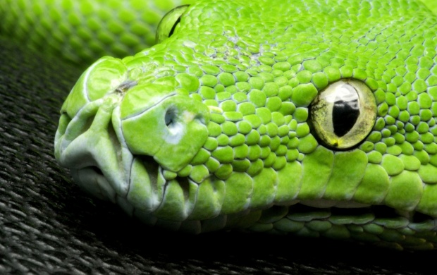 Corallus Caninus Snake (click to view)