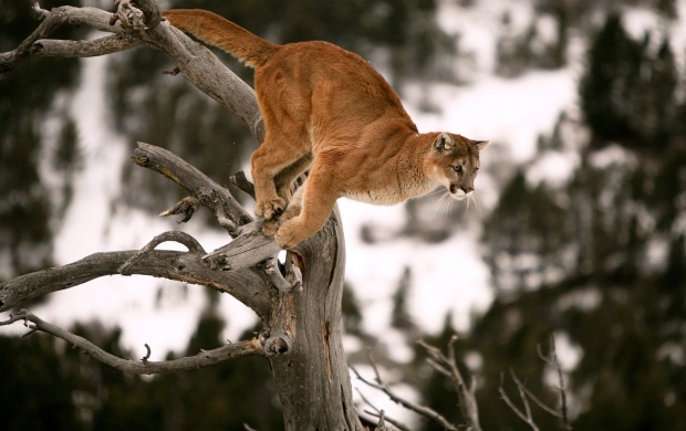 Cougar Jump On Tree (click to view)