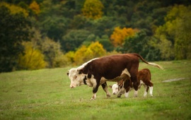 Cow The Calf Pasture