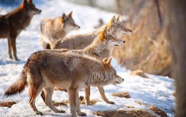 Coyotes Winter Snow