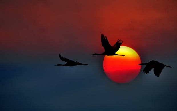 Crane Bird Sunset Flying (click to view)