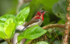 Crimson Sunbird On Branch