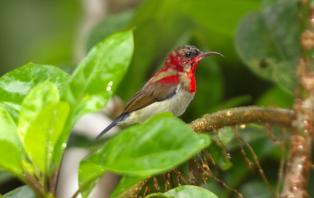 Crimson Sunbird On Branch (click to view)
