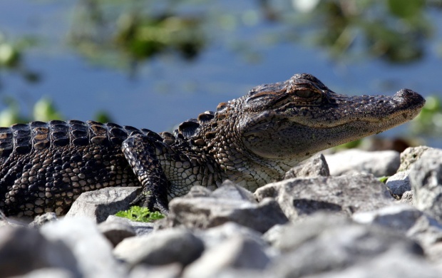 Crocodile (click to view)