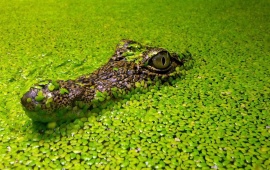 Crocodile In Green Lake