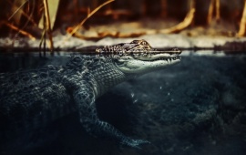 Crocodile Water