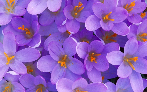 Crocus, Shelbyville (click to view)