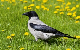 Crow In Grass