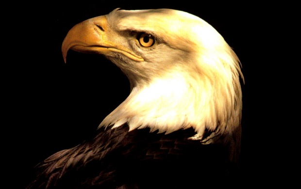Cruel Eagle (click to view)