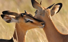 Cute Antelope