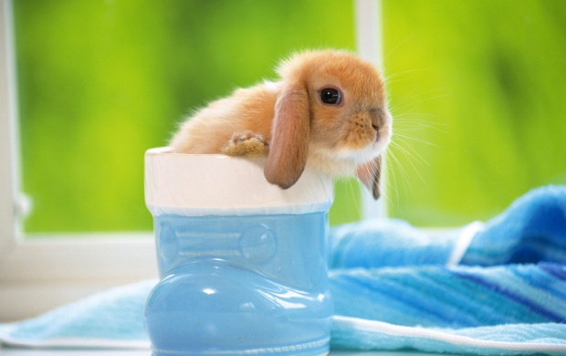 Cute Baby Bunny In Blue