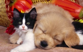 Cute Cat and Dog