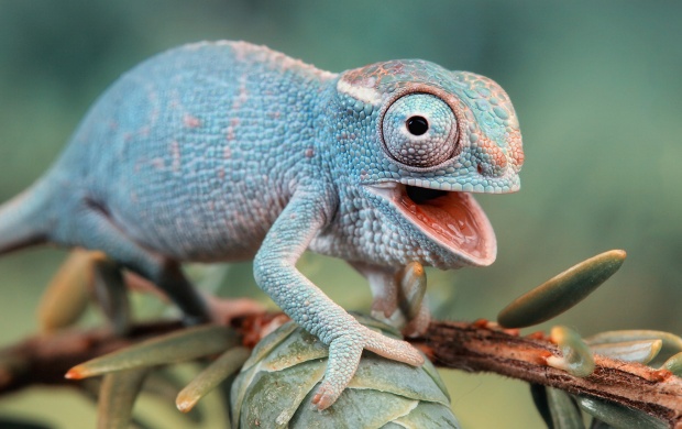 Cute Chameleons (click to view)