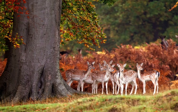 Cute Deer Family
