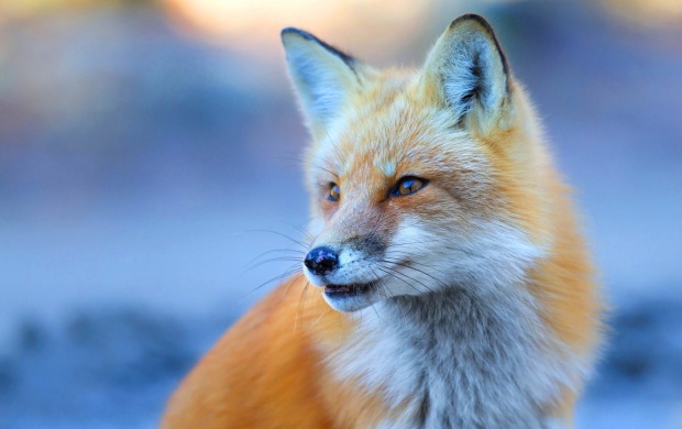 Cute Fox (click to view)
