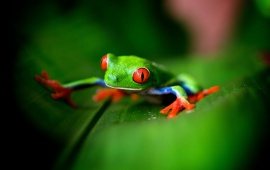 Cute Green Frog