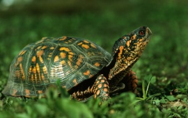 Cute Green Turtle