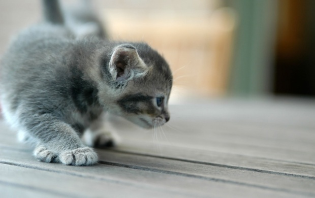 Cute Grey Kitten (click to view)