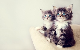 Cute Kittens Backgrounds