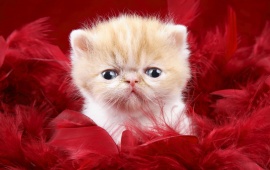 Cute Kitty as a Love Gift