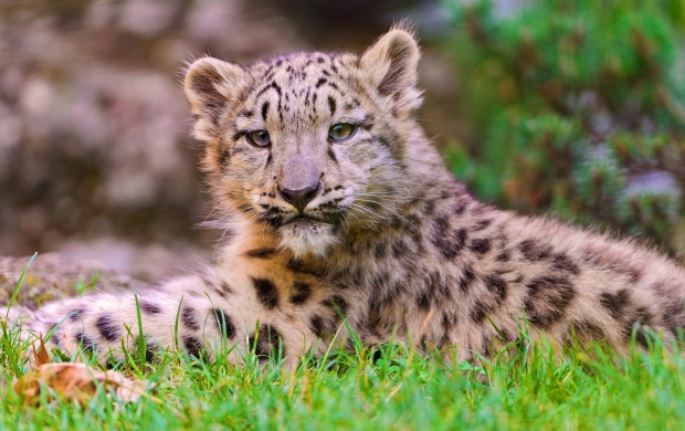 Cute Leopard Cubs