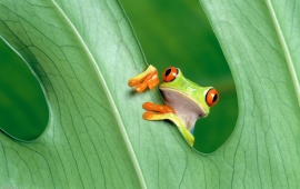 Cute Little Frog