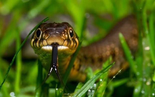 Cute Little Snakes