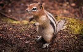 Cute Looking Squirrel
