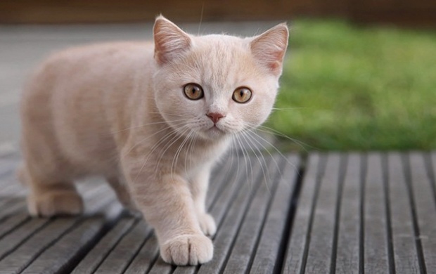 Cute Orange Cat (click to view)