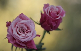 Cute Pink Roses Flowers