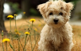 Cute Puppy In The Garden