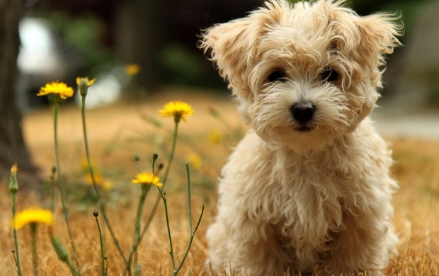 Cute Puppy In The Garden (click to view)