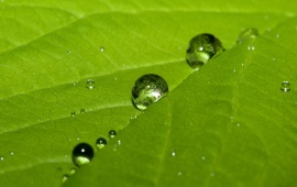 Cute water drops on a leaf