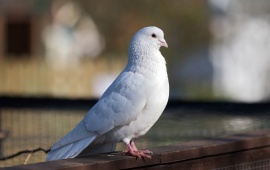 Cute White Dove